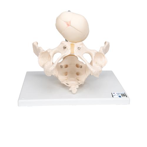 Childbirth Demonstration Pelvis Skeleton Model with Fetal Skull - 3B Smart Anatomy, 1000334 [L30], Pregnancy Models