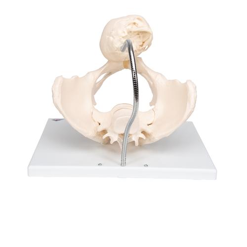 Childbirth Demonstration Pelvis Skeleton Model with Fetal Skull - 3B Smart Anatomy, 1000334 [L30], Pregnancy Models