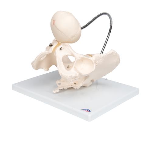 Childbirth Demonstration Pelvis Skeleton Model with Fetal Skull - 3B Smart Anatomy, 1000334 [L30], Pregnancy and Childbirth Education