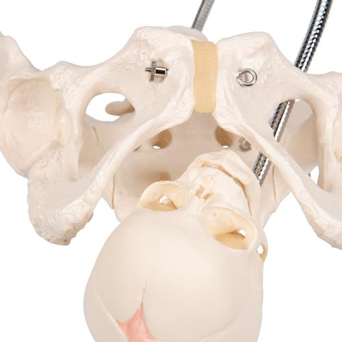Pélvis de demostración del parto - 3B Smart Anatomy, 1000334 [L30], Modelos de Embarazo