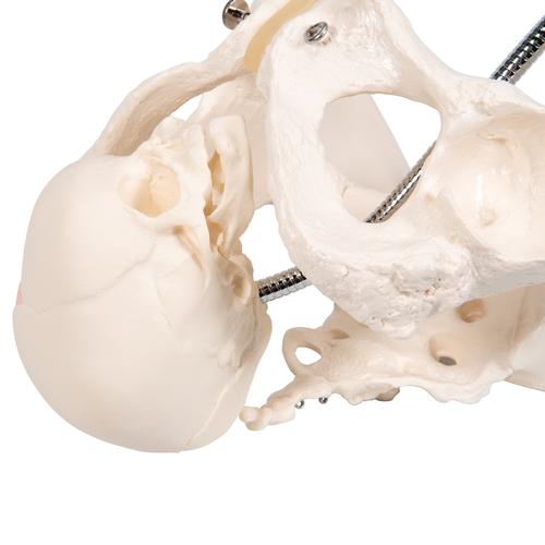婴儿出生演示骨盆模型 - 3B Smart Anatomy, 1000334 [L30], 妊娠模型