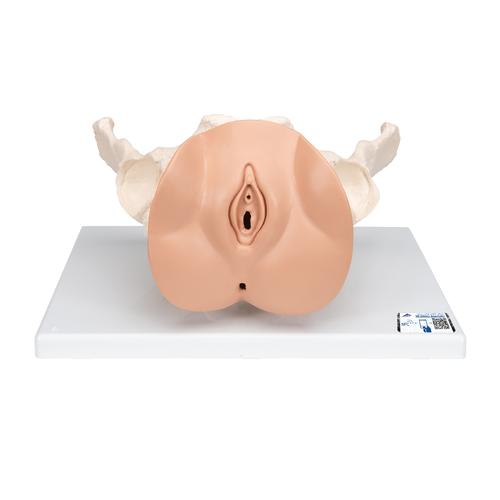 女性骨盆带生殖器官模型 - 3B Smart Anatomy, 1000335 [L31], 生殖和骨盆模型