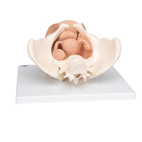Esqueleto de la pelvis femenina con órganos genitales, en 3-piezas - 3B Smart Anatomy, 1000335 [L31], Modelos de Pelvis y Genitales