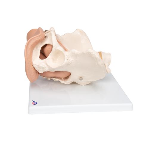 Esqueleto pélvico com órgãos genitais, femininos, 3 partes, 1000335 [L31], Modelo de genitália e pelve