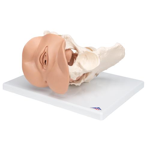 Női csontos medence nemi szervekkel, 3 részes - 3B Smart Anatomy, 1000335 [L31], Nemi szerv és medence modellek