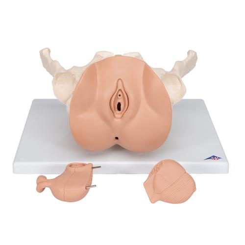 Weibliches Beckenskelett Modell mit Genitalorganen, 3 teilig - 3B Smart Anatomy, 1000335 [L31], Genital- und Beckenmodelle