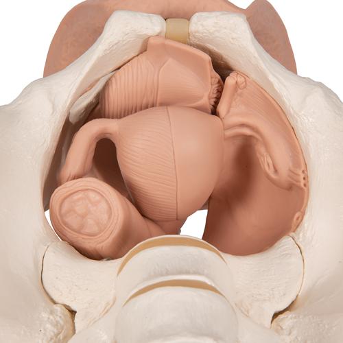 Scheletro di bacino femminile con organi genitali, in 3 parti - 3B Smart Anatomy, 1000335 [L31], Modelli di Pelvi e Organi genitali