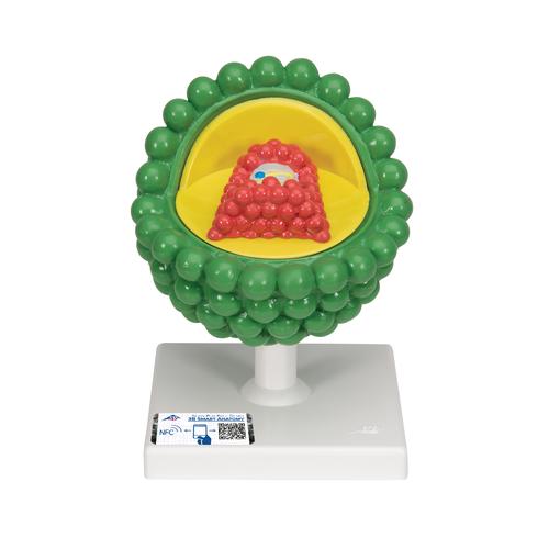 HIV-Modell, 1000336 [L40], Sexualaufkl&auml;rung