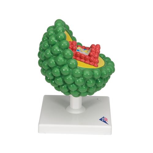 HIV Modelo, 1000336 [L40], Educa&ccedil;&atilde;o sexual e infoma&ccedil;&atilde;o sobre drogas