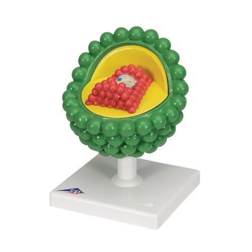 HIV-Modell, 1000336 [L40], Sexualaufkl&auml;rung
