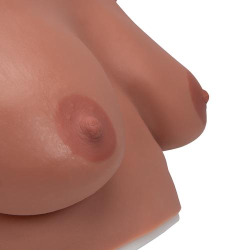Brust Tastmodell zum Umhängen, 1000342 [L50], Brustmodelle