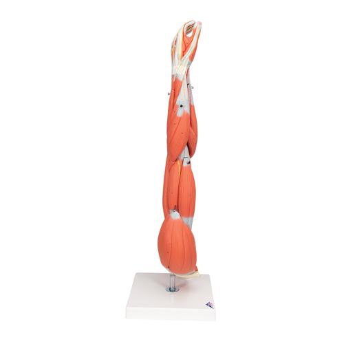 Модель руки с мышцами, 6 частей - 3B Smart Anatomy, 1000015 [M10], Модели мускулатуры человека и фигуры с мышцами
