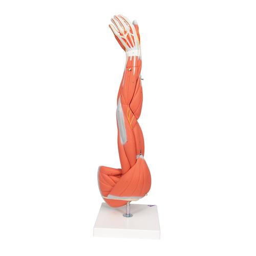 Muscle Arm Model, 3/4 Life-Size, 6 part - 3B Smart Anatomy, 1000015 [M10], Muscle Models