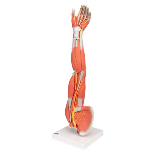 Brazo con músculos diseccionables, desmontable en 6 piezas - 3B Smart Anatomy, 1000015 [M10], Modelos de Musculatura