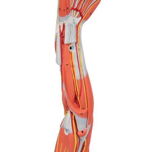 Braço com músculos destacáveis, 6 partes, 1000015 [M10], Modelo de musculatura