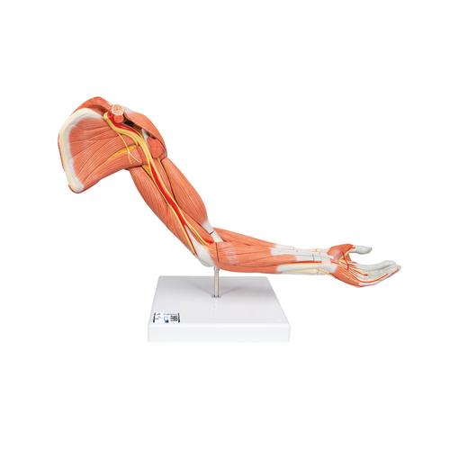 Muscles du bras, version luxe, en 6 parties - 3B Smart Anatomy, 1000347 [M11], Modèles de musculatures