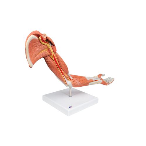 Life-Size Deluxe Muscle Arm Model, 6 part - 3B Smart Anatomy, 1000347 [M11], Muscle Models