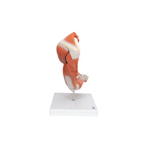 Brazo con m&uacute;sculos de lujo, 6 partes, 1000347 [M11], Modelos de Musculatura
