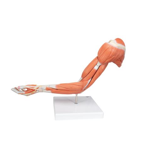 Модель руки с мышцами, 6 частей - 3B Smart Anatomy, 1000347 [M11], Модели мускулатуры человека и фигуры с мышцами