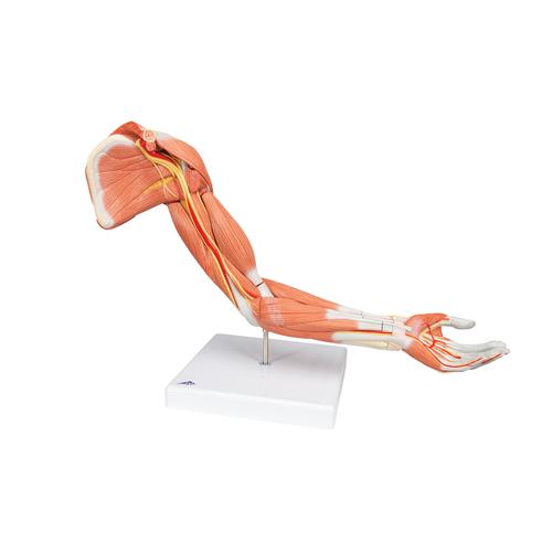 肌肉臂，6部分 - 3B Smart Anatomy, 1000347 [M11], 肌肉组织模型