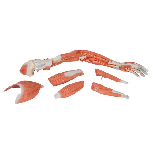 Модель руки с мышцами, 6 частей - 3B Smart Anatomy, 1000347 [M11], Модели мускулатуры человека и фигуры с мышцами