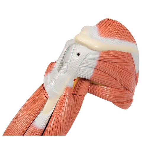 Braccio con muscoli, modello di lusso, in 6 parti - 3B Smart Anatomy, 1000347 [M11], Modelli di Muscolatura