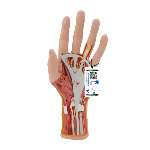 손 내부 모형 Life-Size Hand Model with Muscles, Tendons, Ligaments, Nerves & Arteries, 3 part - 3B Smart Anatomy, 1000349 [M18], 팔 및 손 골격 모형