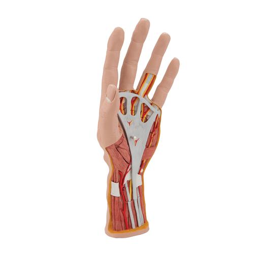 Life-Size Hand Model with Muscles, Tendons, Ligaments, Nerves & Arteries, 3 part - 3B Smart Anatomy, 1000349 [M18], Arm and Hand Skeleton Models