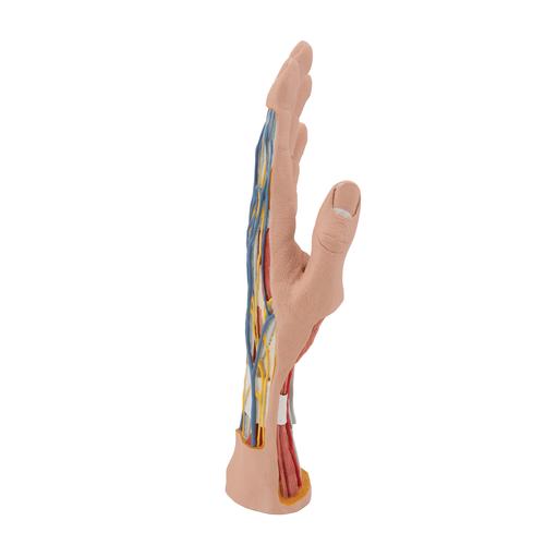 Life-Size Hand Model with Muscles, Tendons, Ligaments, Nerves & Arteries, 3 part - 3B Smart Anatomy, 1000349 [M18], Arm and Hand Skeleton Models