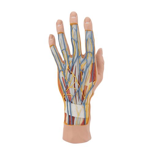 Modelo estrutural de Mão, 3 Partes, 1000349 [M18], Modelos de esqueletos do braço e mão