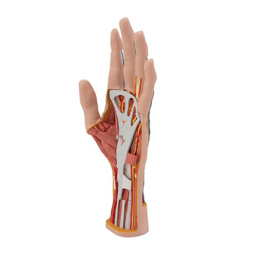 Handmodell mit Muskeln & Sehnen, 3-teilig - 3B Smart Anatomy, 1000349 [M18], Hand- und Armskelett Modelle