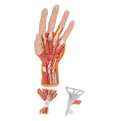 Модель внутреннего строения кисти, 3 части - 3B Smart Anatomy, 1000349 [M18], Модели скелета руки и кисти