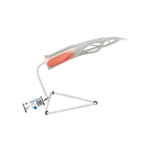 Mod&egrave;le de la structure du doigt, 1000350 [M19], Squelettes des membres sup&eacute;rieurs