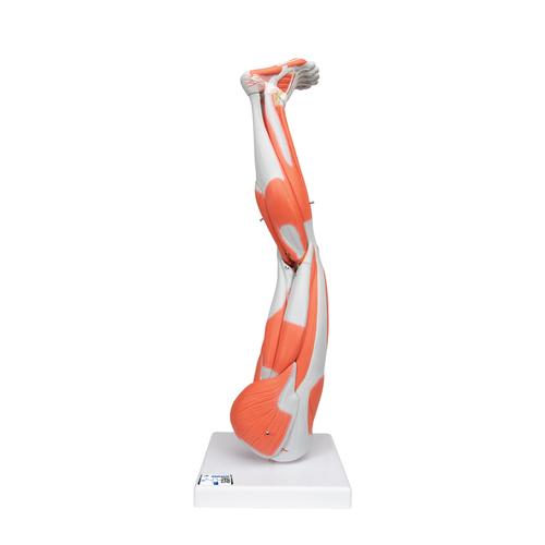 Модель ноги с мышцами, 9 частей - 3B Smart Anatomy, 1000351 [M20], Модели мускулатуры человека и фигуры с мышцами