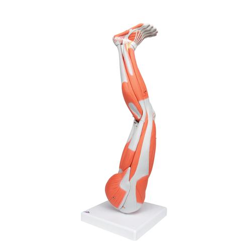 腿肌模型，9部分 - 3B Smart Anatomy, 1000351 [M20], 肌肉组织模型