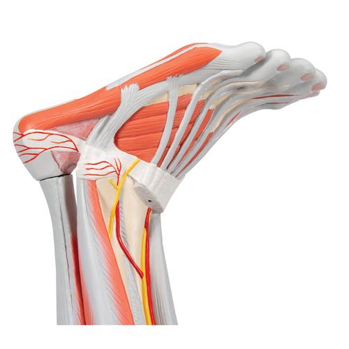 Модель ноги с мышцами, 9 частей - 3B Smart Anatomy, 1000351 [M20], Модели мускулатуры человека и фигуры с мышцами