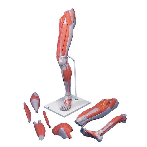 근육 다리 모형 7파트 Deluxe Muscle Leg, 7 part, Life Size - 3B Smart Anatomy, 1000352 [M21], 근육 모델
