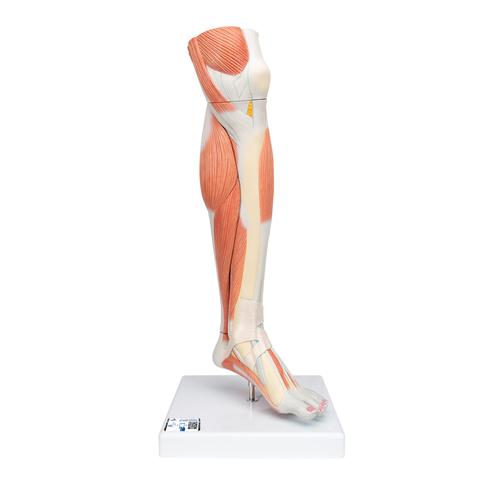 Pierna con m&uacute;sculos y con rodilla de lujo, 3 partes, 1000353 [M22], Modelos de Musculatura