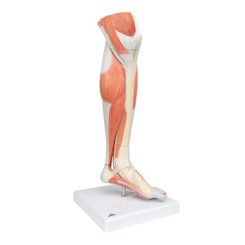 Pierna con m&uacute;sculos y con rodilla de lujo, 3 partes, 1000353 [M22], Modelos de Musculatura