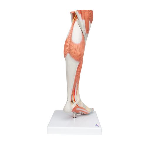 Pierna con músculos y con rodilla de lujo, 3 partes - 3B Smart Anatomy, 1000353 [M22], Modelos de Musculatura