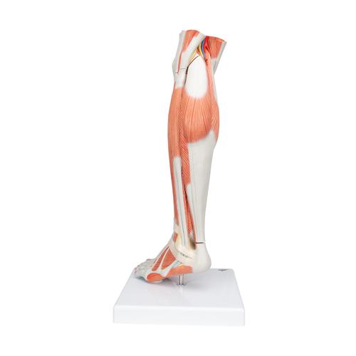Pierna con m&uacute;sculos y con rodilla de lujo, 3 partes, 1000353 [M22], Modelos de Musculatura