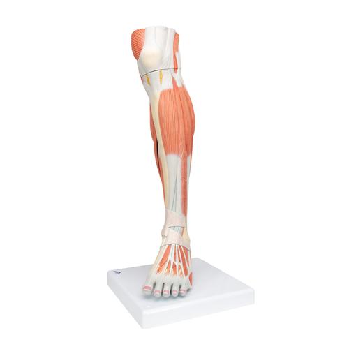 Pierna con m&uacute;sculos y con rodilla de lujo, 3 partes, 1000353 [M22], Modelos de Musculatura