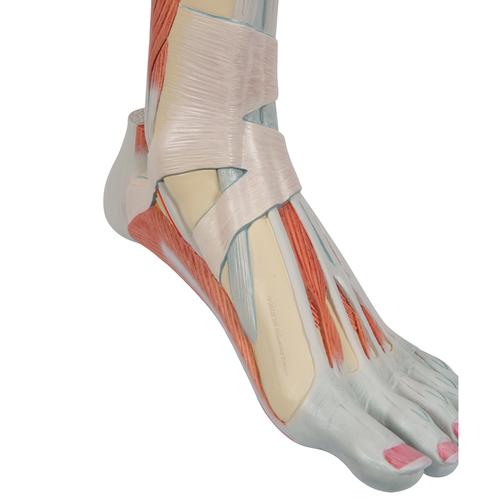 Модель нижней части ноги с мышцами и коленным суставом, 3 части - 3B Smart Anatomy, 1000353 [M22], Модели мускулатуры человека и фигуры с мышцами