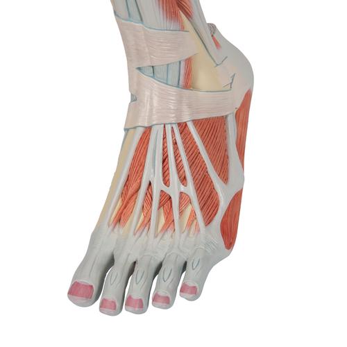 Pierna con m&uacute;sculos y con rodilla de lujo, 3 partes, 1000353 [M22], Modelos de Musculatura