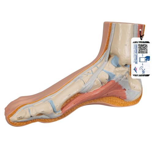 Модель нормальной стопы - 3B Smart Anatomy, 1000354 [M30], Модели суставов, кисти и стопы человека