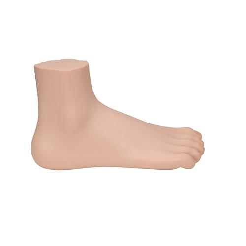 Fußmodell normaler Fuß - 3B Smart Anatomy, 1000354 [M30], Gelenkmodelle