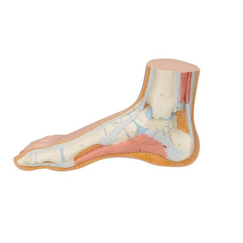 Fußmodell normaler Fuß - 3B Smart Anatomy, 1000354 [M30], Gelenkmodelle