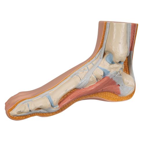 Retiform Pattern Foot Anatomical Teaching Models - Plastic Human Joint Models - Foot Model