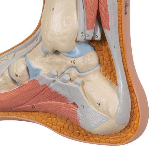 Модель нормальной стопы - 3B Smart Anatomy, 1000354 [M30], Модели суставов, кисти и стопы человека