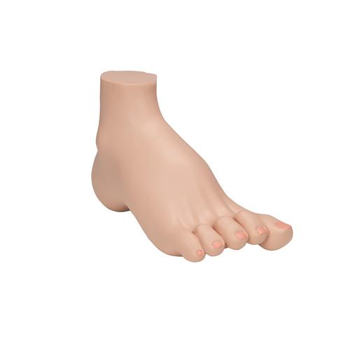 오목발(요족) Hollow Foot (Pes Cavus) Model - 3B Smart Anatomy, 1000356 [M32], 관절 모형